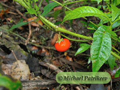 Cockroach-berry (Solanum capsicoides)